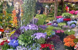 Canales Meridionales - Bloemenmarkt